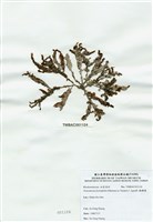 藏品(脈膜藻)的圖片